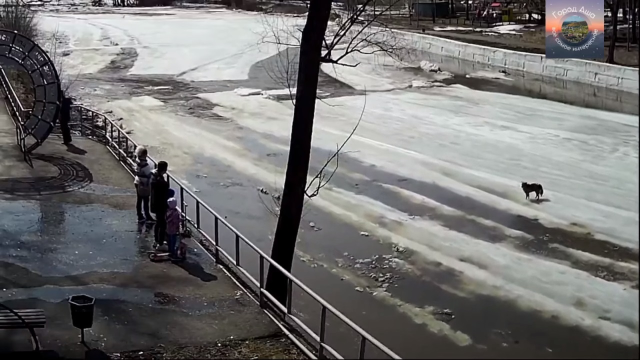 В Челябинской области дети спасли упавшую в реку дворнягу ВИДЕО