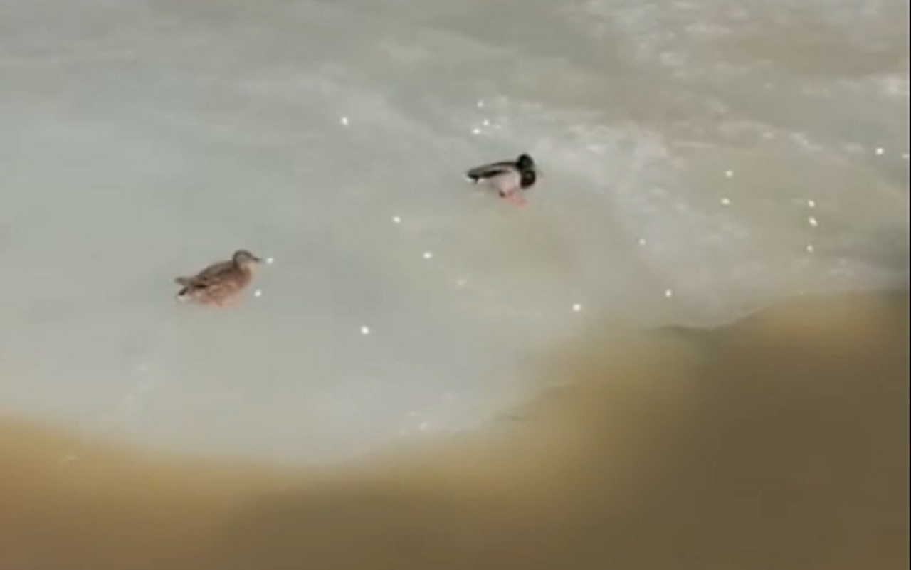 Утки в шоке: в Челябинской области прилетевшие кряквы не смогли найти воду
