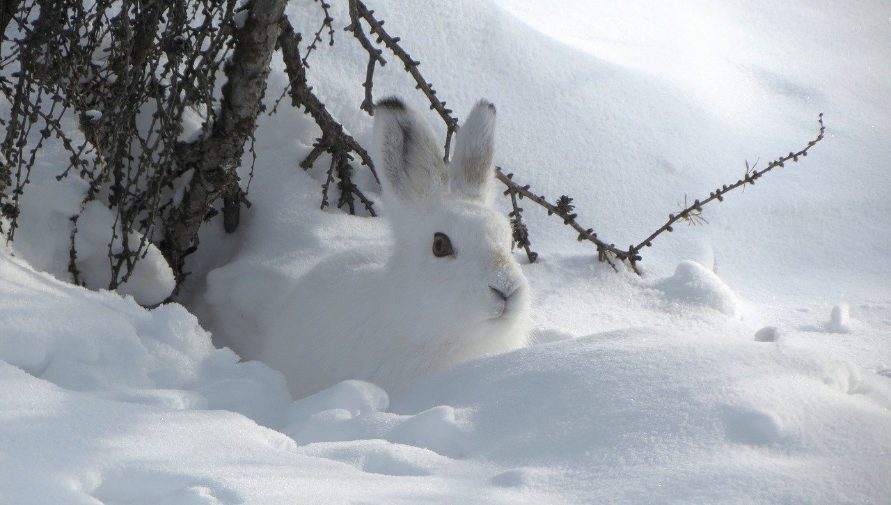Нескучные забавы: на Урале зайцы устроили ночной забег и попали на видео