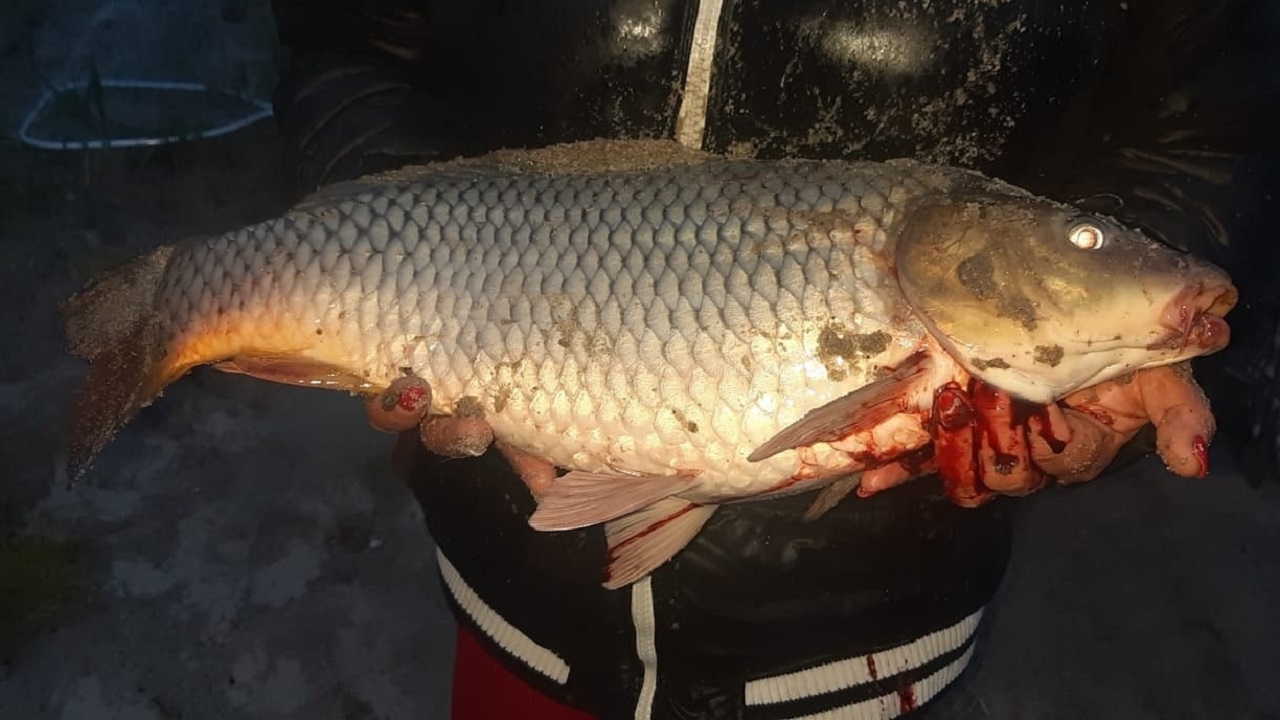 Поймали золотую рыбку: жители Челябинской области хвастаются уловами