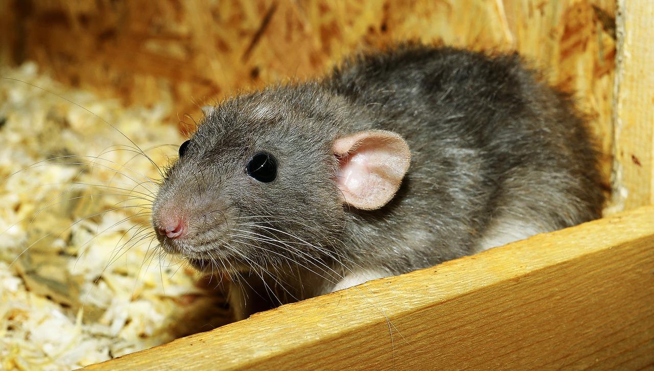 В Челябинской области от бешенства умерла домашняя крыса