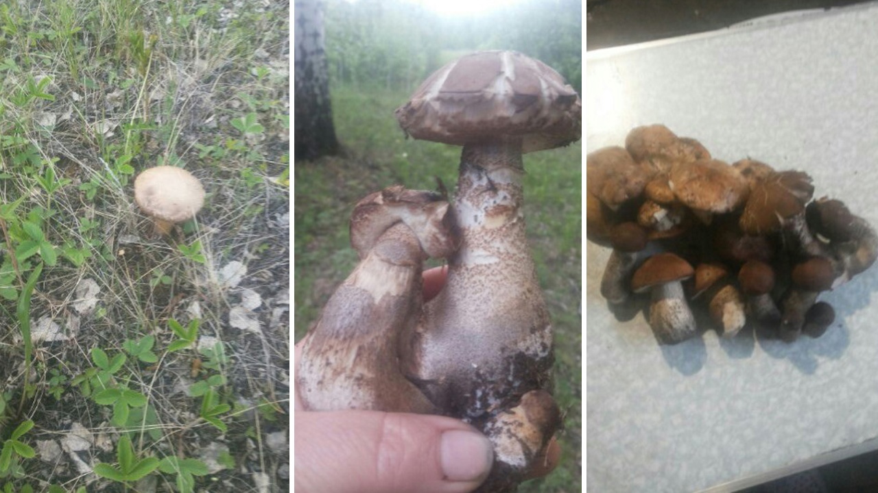 Килограммы маслят и подберезовиков: в Челябинской области пошли грибы