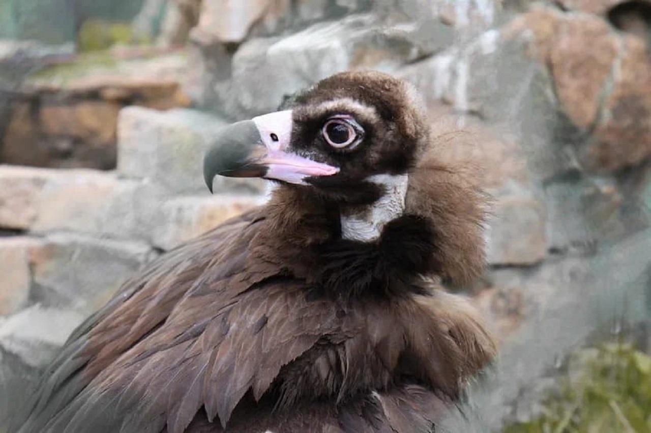 В челябинском зоопарке появилась редкая гигантская птица