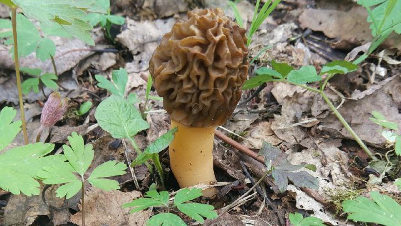 Краснокнижные цветы Троллей распустились в Челябинском нацпарке