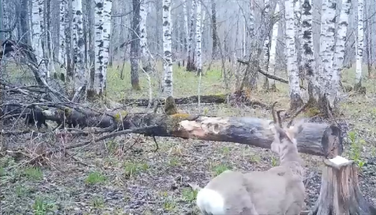 "Трехрогую" косулю сняли на видео в Челябинской области