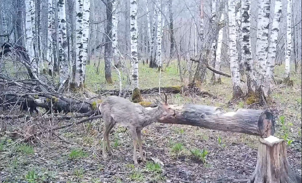 "Трехрогую" косулю сняли на видео в Челябинской области