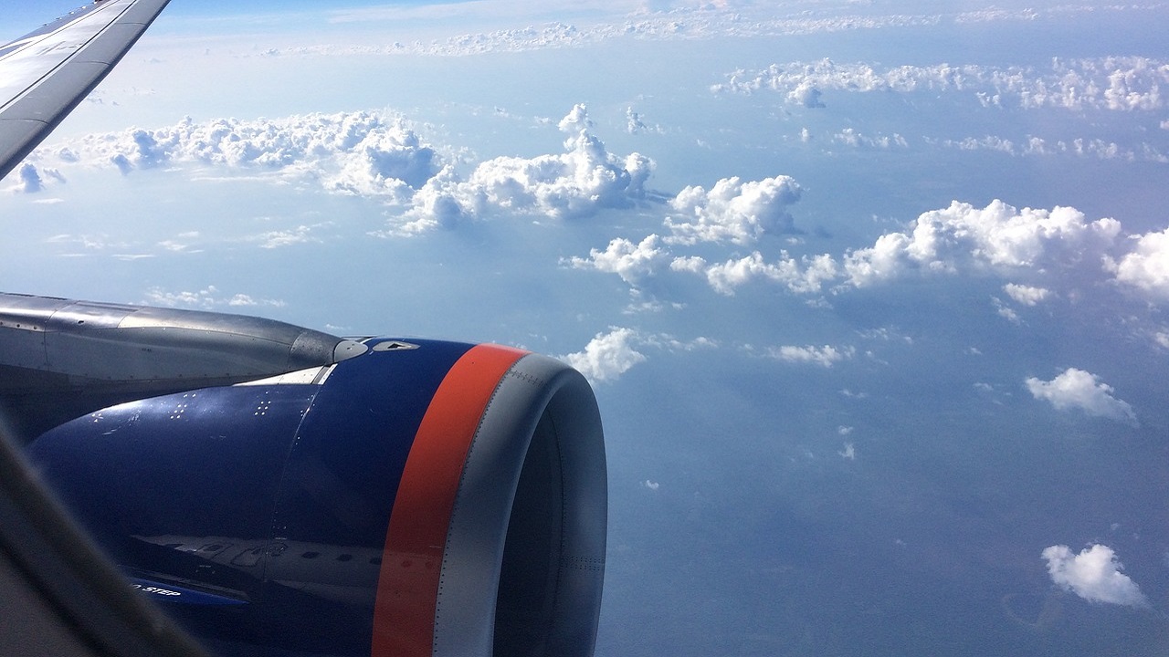 В Россельхознадзоре рассказали, куда улетают челябинские кошки и собаки