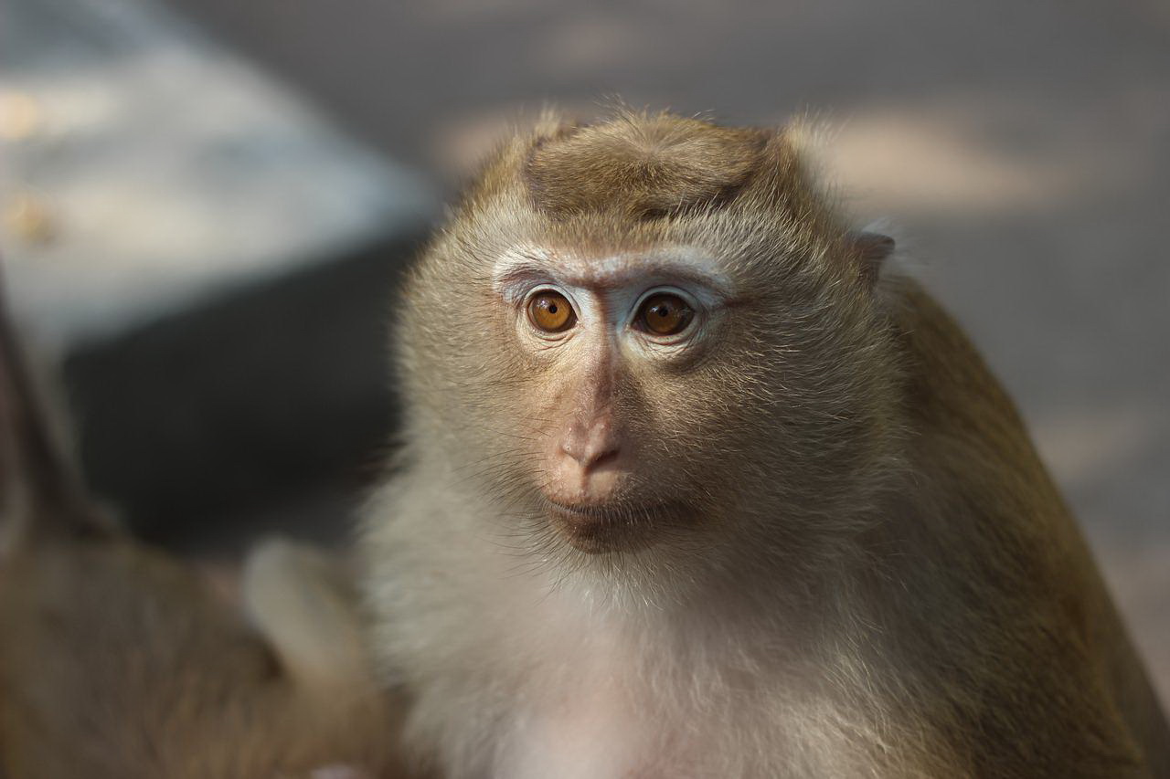 Шпаргалка туриста: Роспотрбенадзор рассказал, как передается оспа обезьян 