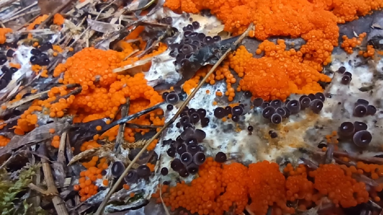Похожие на красную икру грибы нашли на Таганае