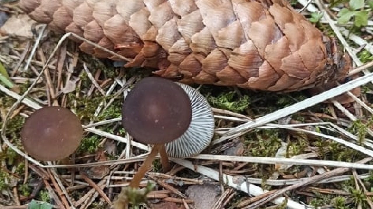 Похожие на красную икру грибы нашли на Таганае