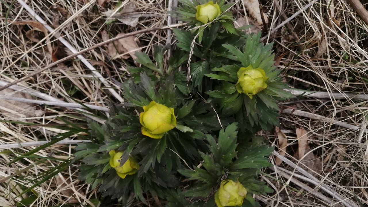 Краснокнижные цветы Троллей распустились в Челябинском нацпарке