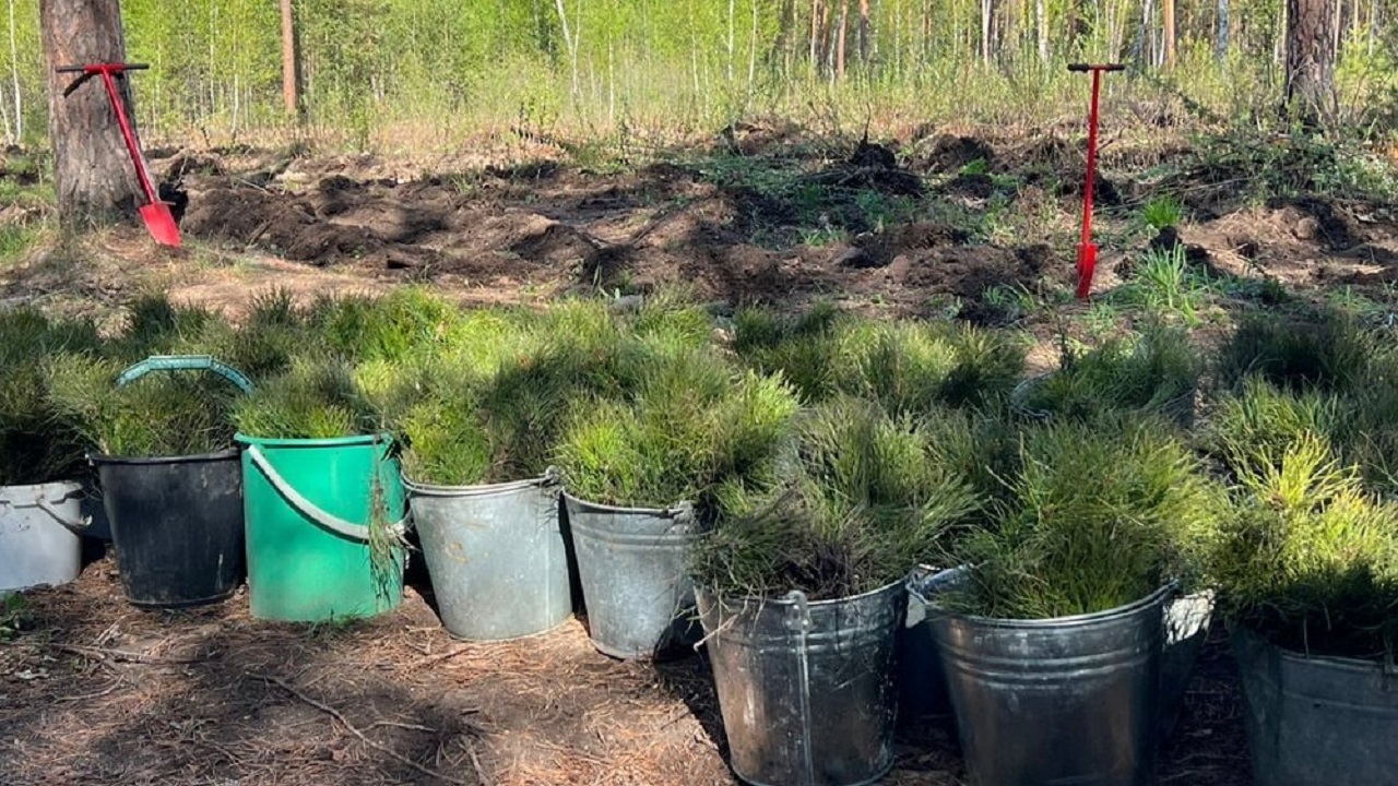 550 тысяч молодых деревьев высадили в Челябинской области