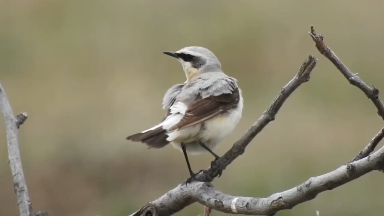 В Челябинской области сняли на видео суматошную птицу, которая скрипит