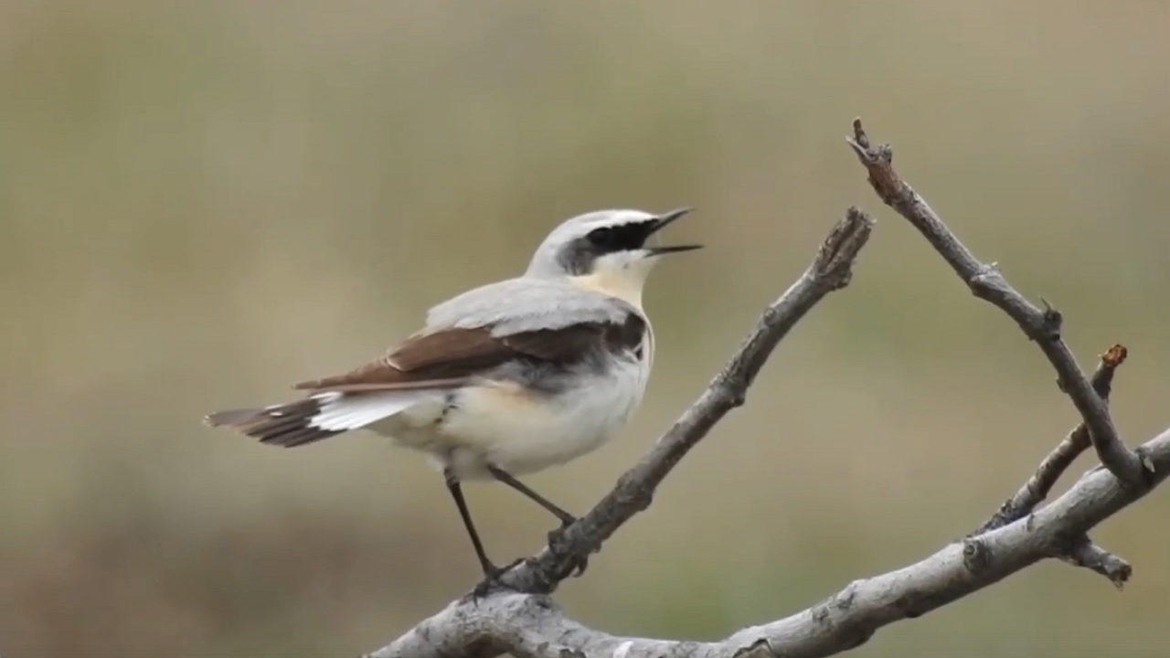 В Челябинской области сняли на видео суматошную птицу, которая скрипит