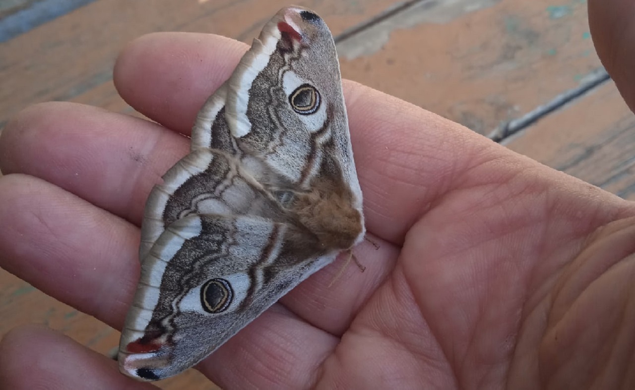 Самую крупную бабочку Европы обнаружили в Челябинской области