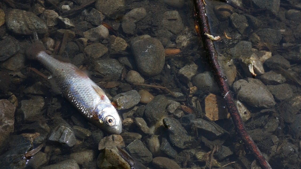 Тонны мертвой рыбы обнаружили на озере в Челябинской области