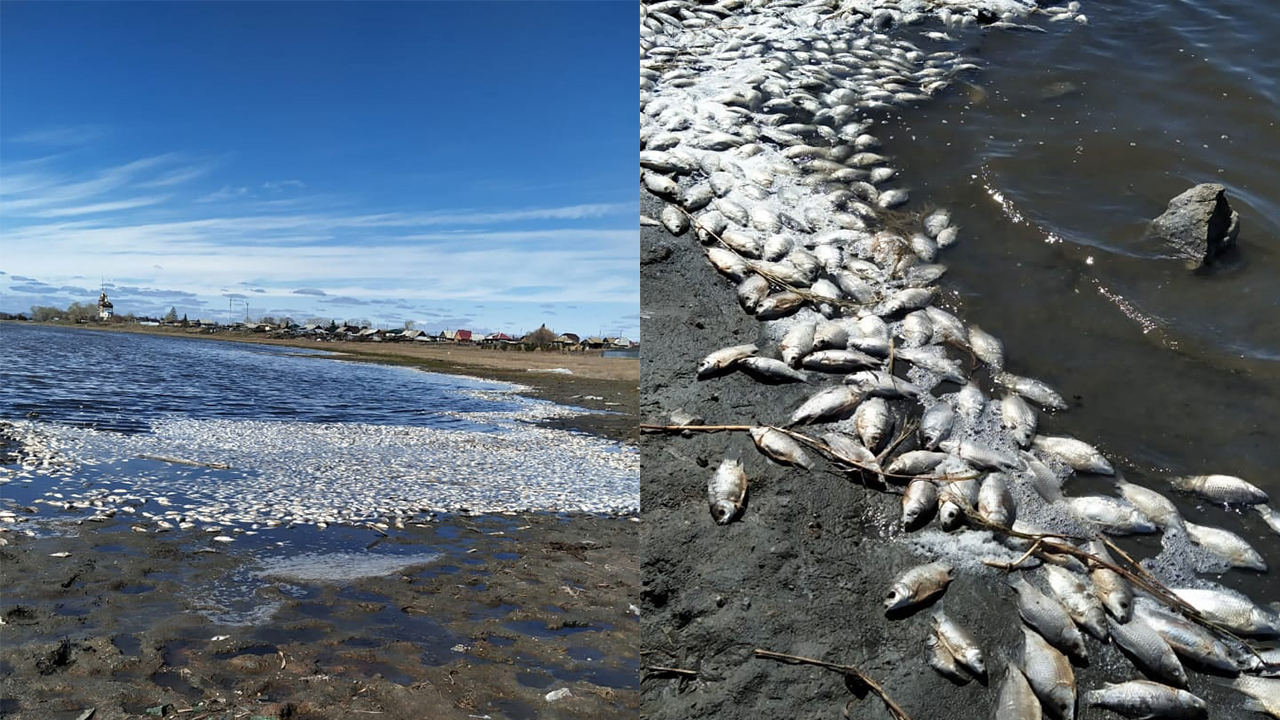 Тысячи мертвых рыб всплыли на поверхность озера в Челябинской области