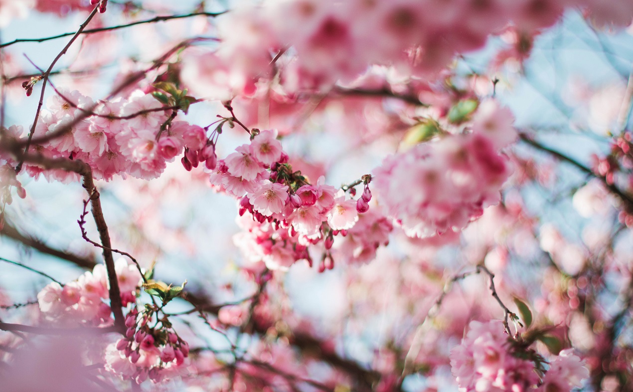Цветет, но не пахнет: в Челябинске распустилась сакура 