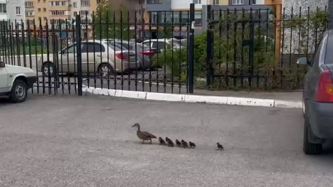 В жилом квартале Челябинска утка вывела птенцов на прогулку и попала на видео