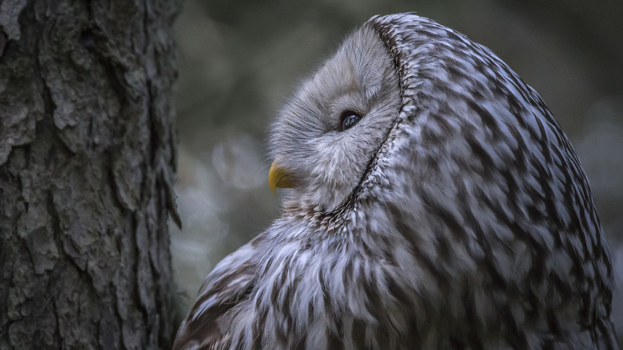 Истощенную сову нашли и выхаживают в Челябинске