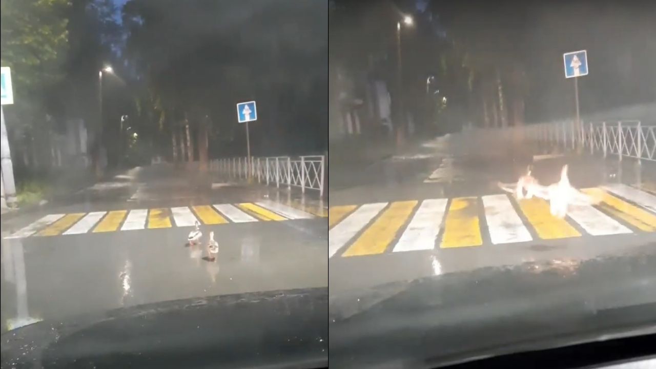 Утки блокировали движение на одной из улиц Челябинской области Утки блокировали движение на одной из улиц Челябинской области