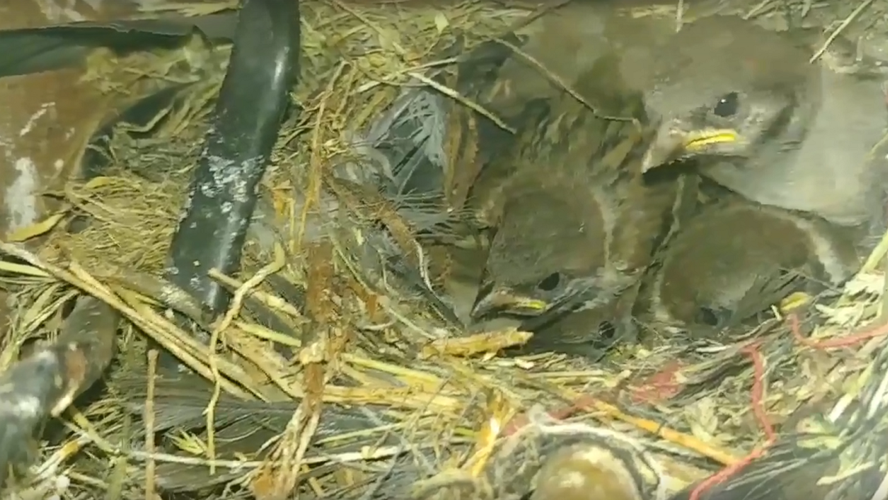 Гнездо с птенцами обнаружили в придорожном столбе на Урале
