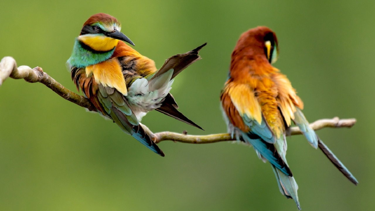 Разноцветных птиц-пчелоедок сфотографировали в Челябинской области