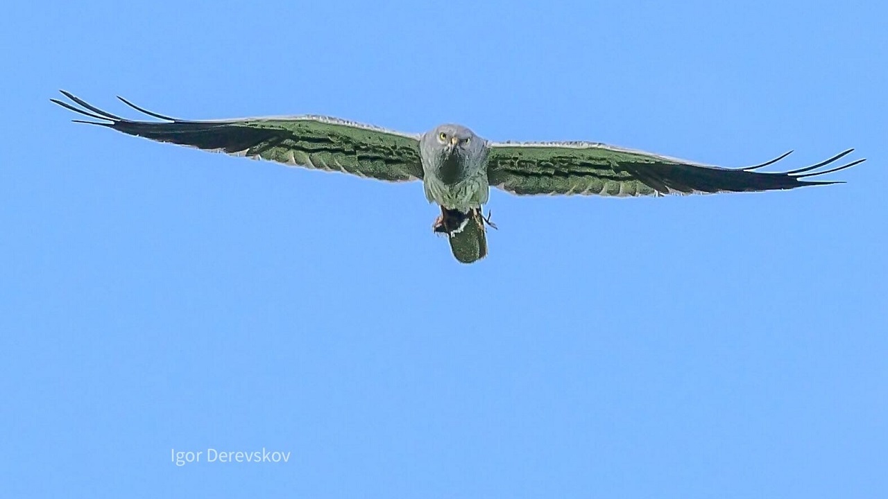 Суровый взгляд: полет беспощадного хищника запечатлели на Урале