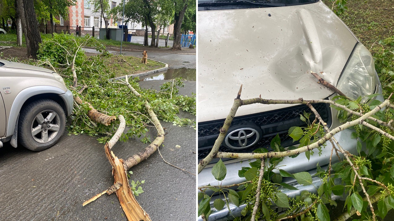 Упавшее дерево повредило автомобиль в Челябинске, страховщики разводят руками Упавшее дерево повредило автомобиль в Челябинске, страховщики разводят руками