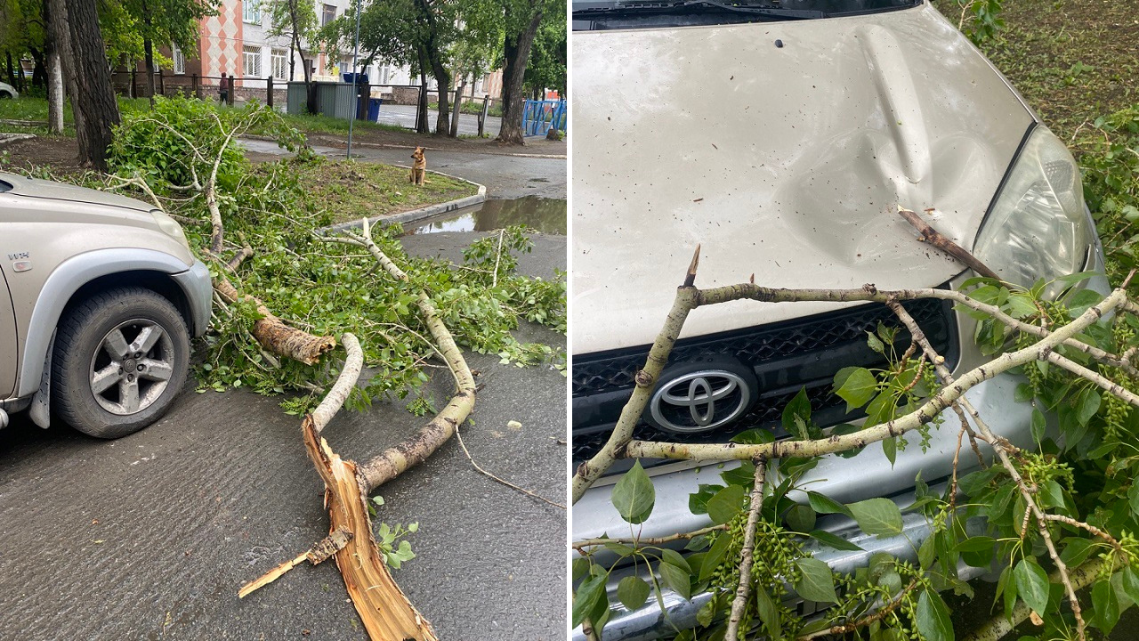 Упавшее дерево повредило автомобиль в Челябинске, страховщики разводят руками