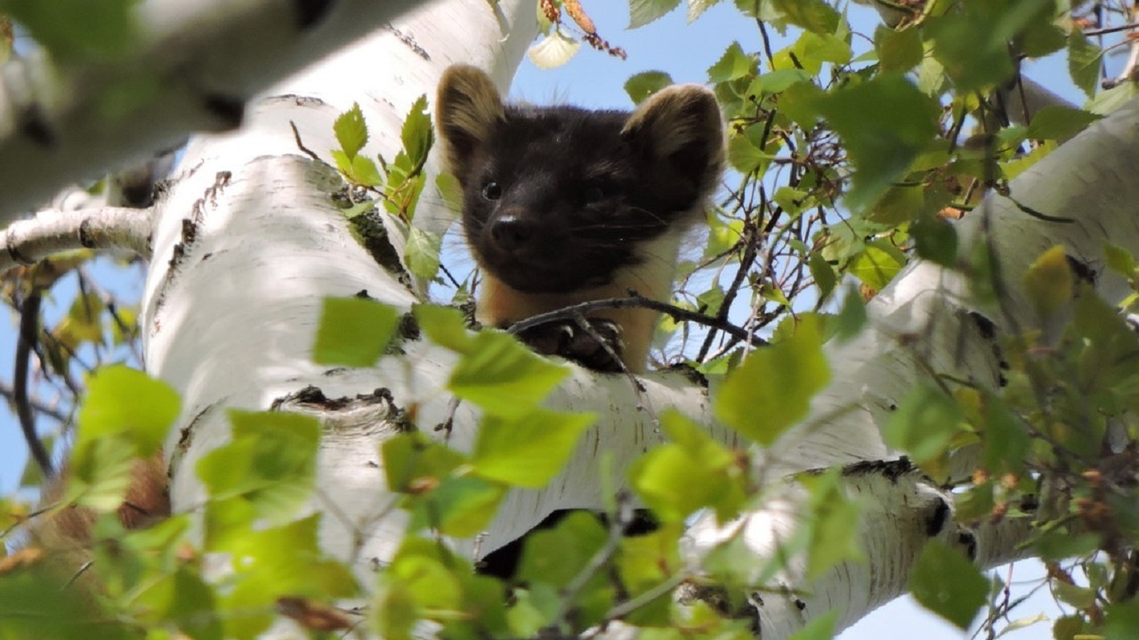 На Урале разбойница-куница сыграла в прятки с сорокой
