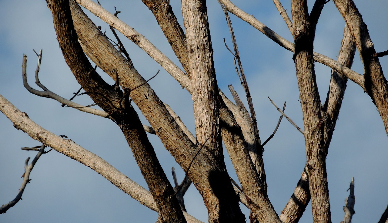 В Челябинске заменят засохшие деревья и обновят крупный парк