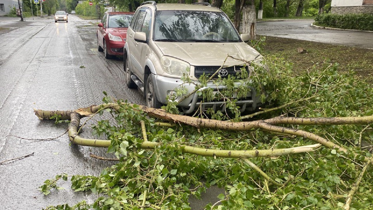 Упавшее дерево повредило автомобиль в Челябинске, страховщики разводят руками