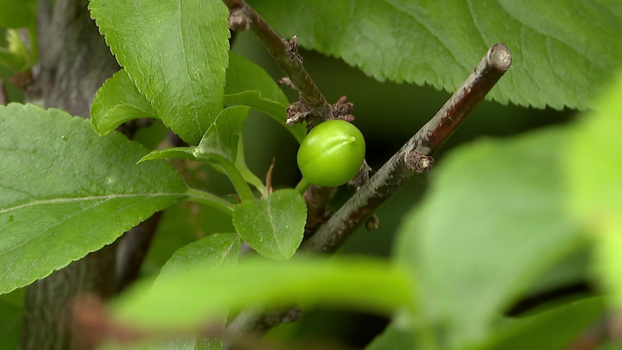 Фиолетовая шарафуга: что это такое и как ее выращивают садоводы Челябинска