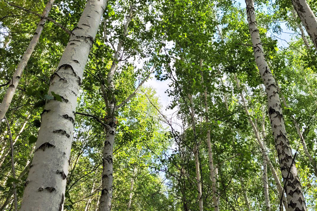 Духов день 2022: традиции, народные приметы и запреты