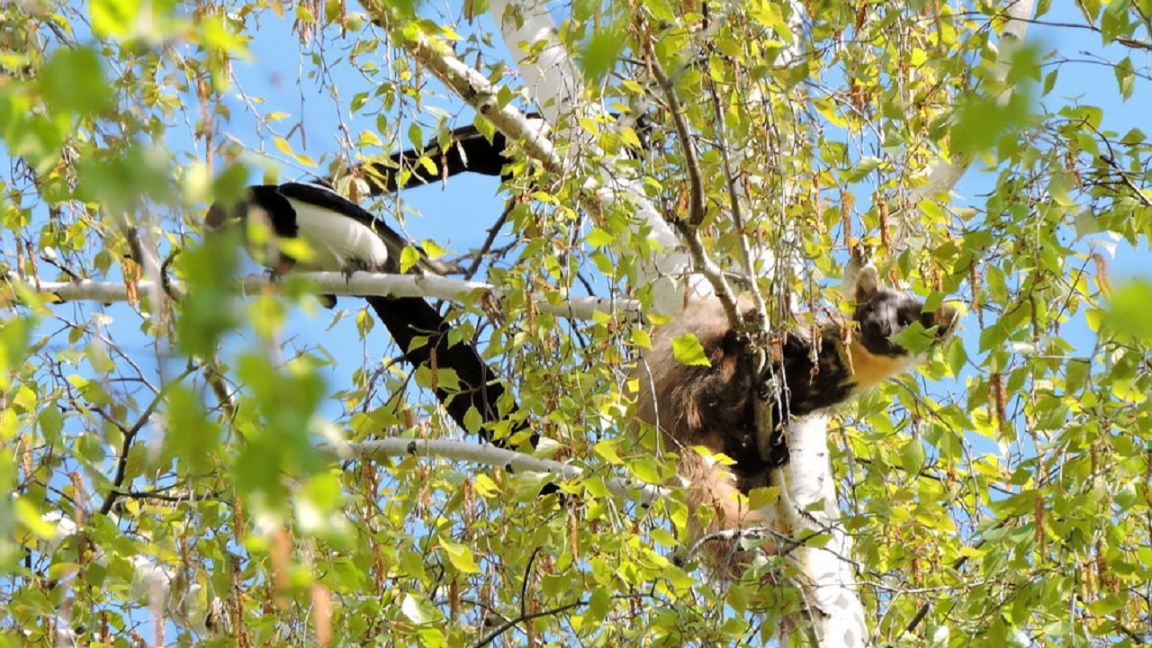 На Урале разбойница-куница сыграла в прятки с сорокой