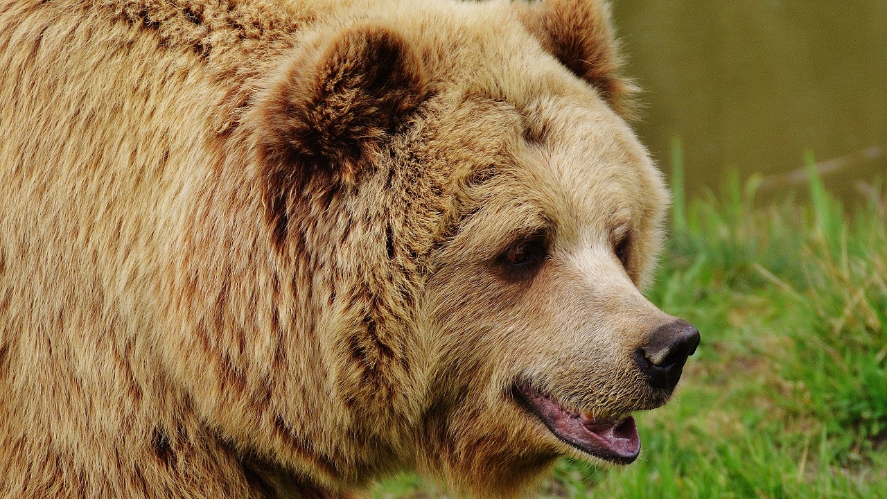 Огромный медведь вышел к дороге в Челябинской области ВИДЕО