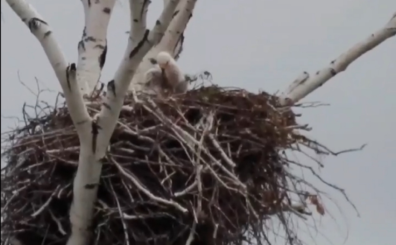Птенцов редкого солнечного орла сняли на видео в Челябинской области