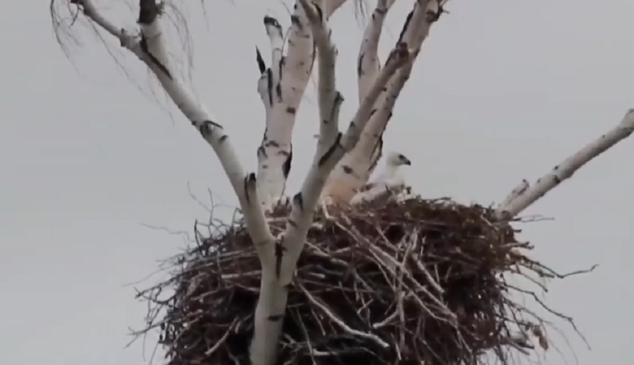 Птенцов редкого солнечного орла сняли на видео в Челябинской области