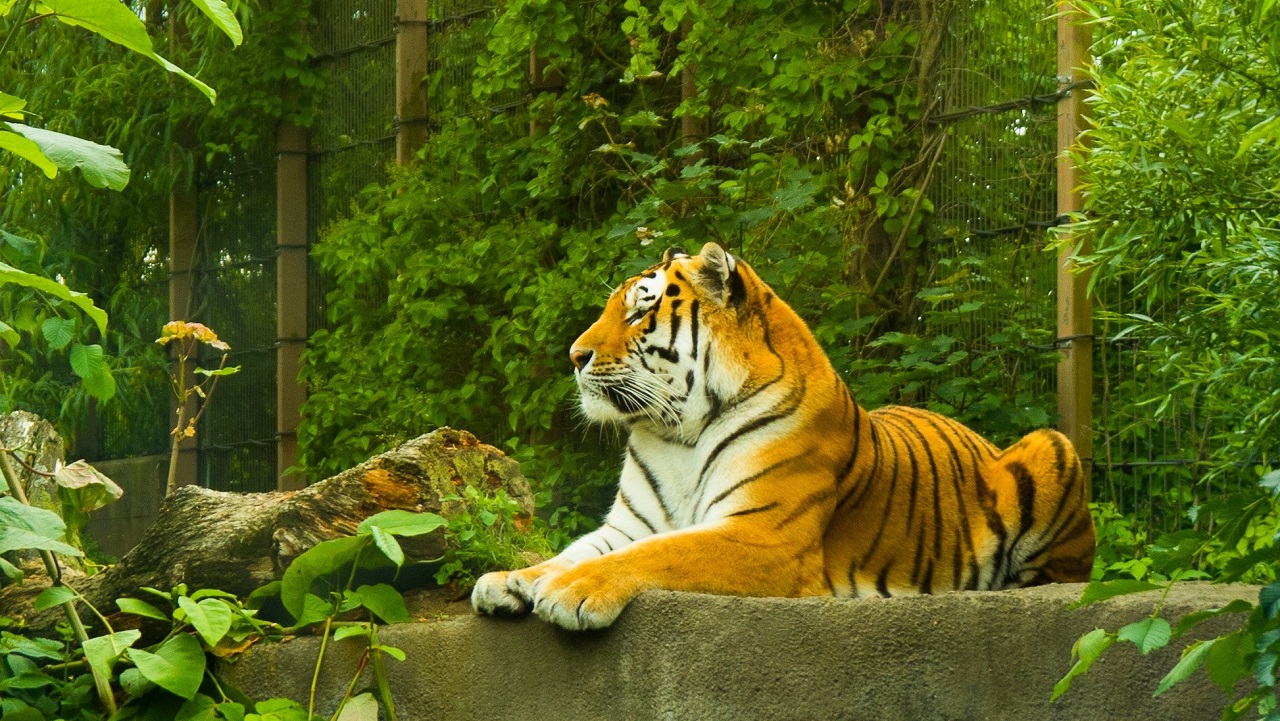 Телебашня в Челябинске окрасится в тигра