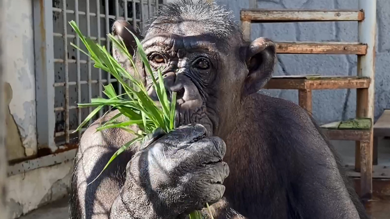 Жует траву и щиплет букет: забавные видео показал зоопарк Челябинска
