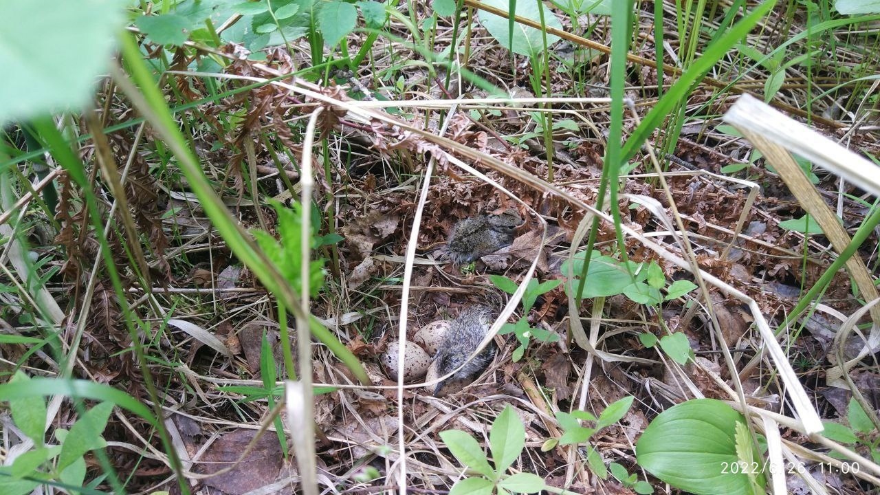 Гнездо птицы-невидимки нашли в Челябинской области