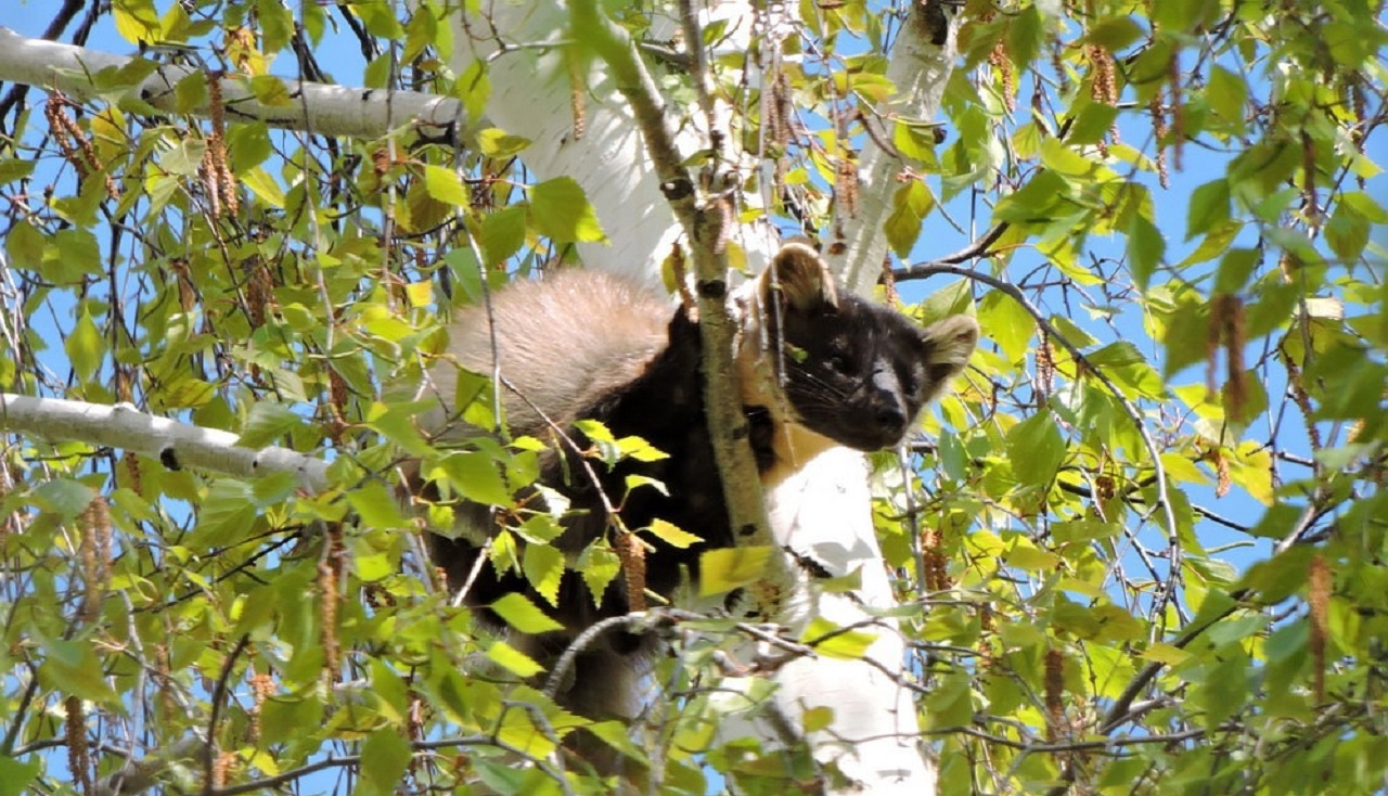 На Урале разбойница-куница сыграла в прятки с сорокой