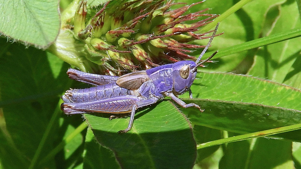 Редкое фиолетовое насекомое заметили в Челябинской области