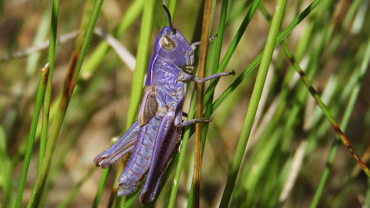 Редкое фиолетовое насекомое заметили в Челябинской области