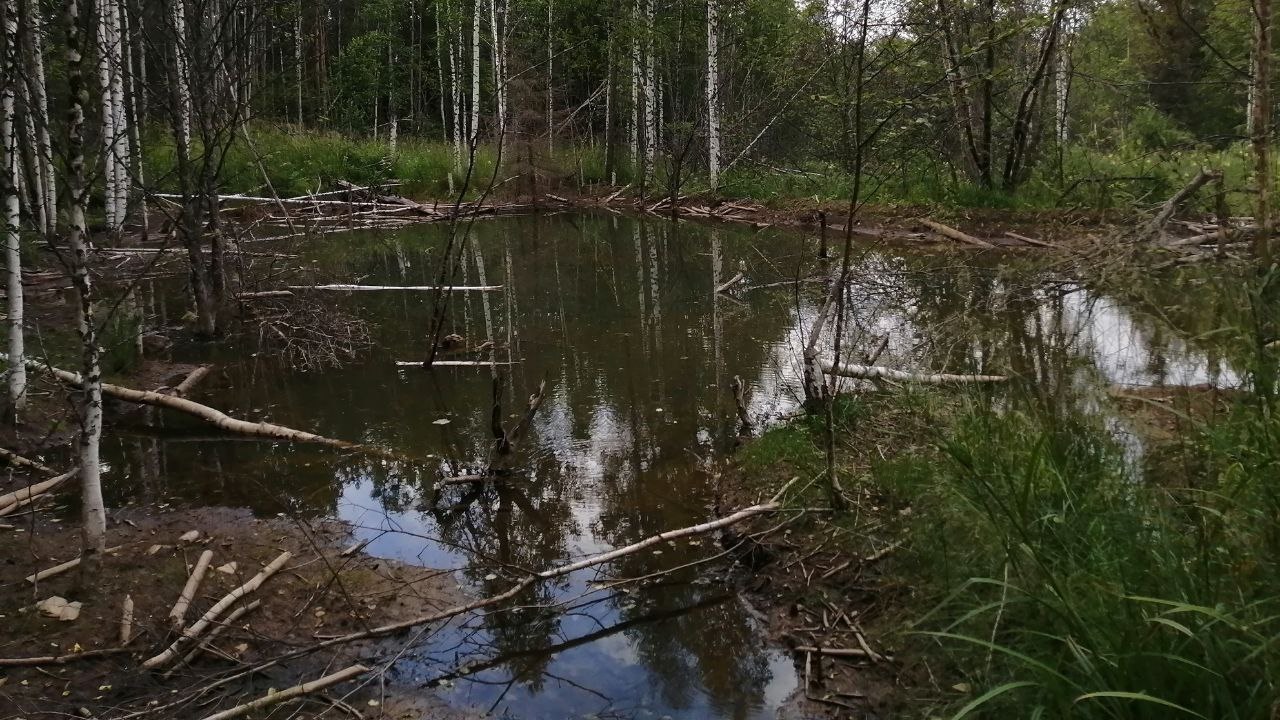 Комфортная среда: бобры на Урале продолжают благоустройство "квартир"