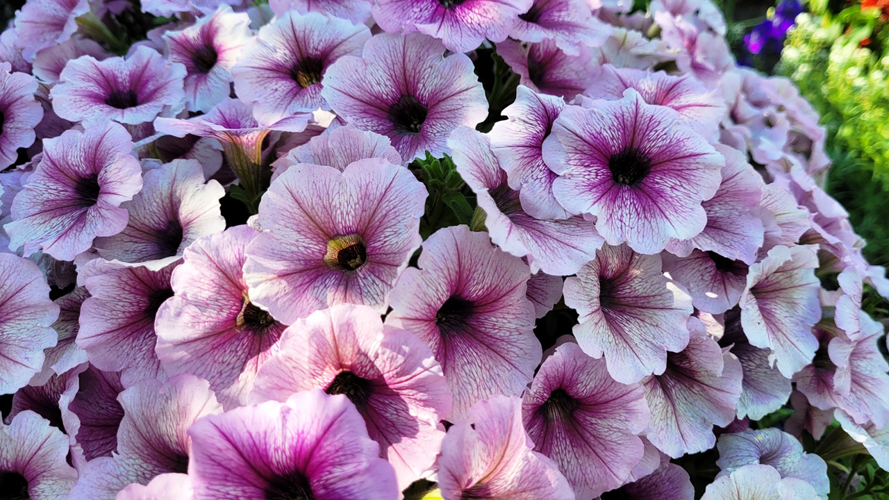 До +34°C: синоптики дали прогноз погоды в Челябинске на неделю