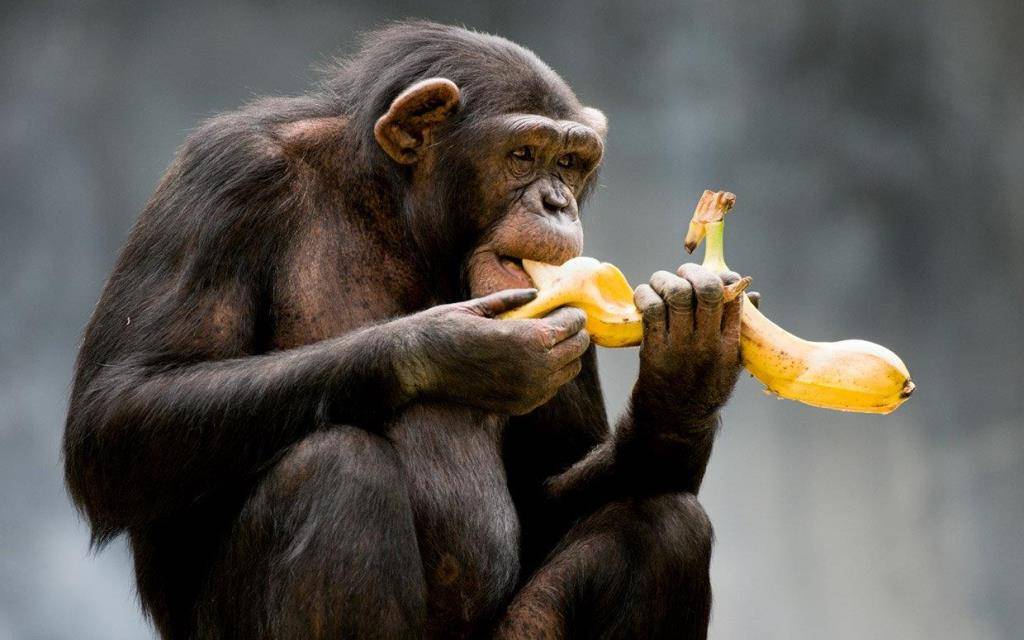 Худеть не собирается: шимпанзе Соня из челябинского зоопарка показала, что ест на обед   