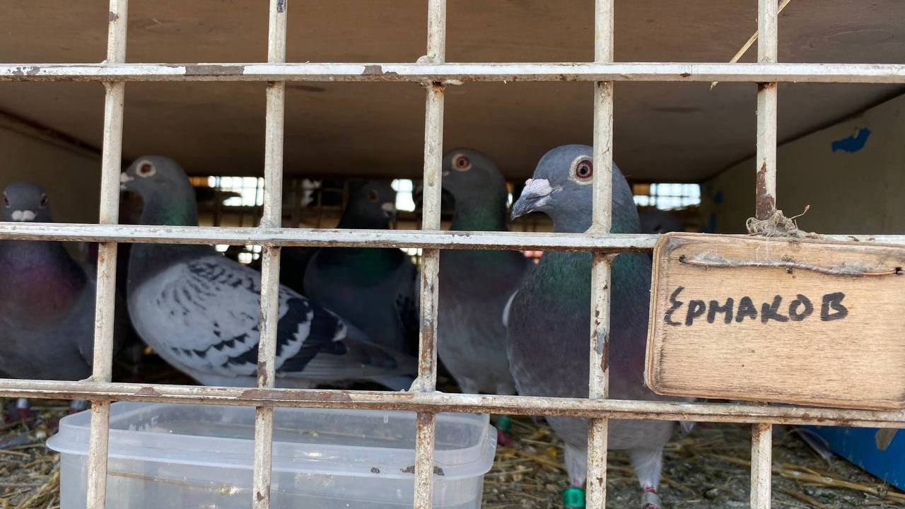 1000 километров в полете: в Челябинской области проводят соревнования среди голубей