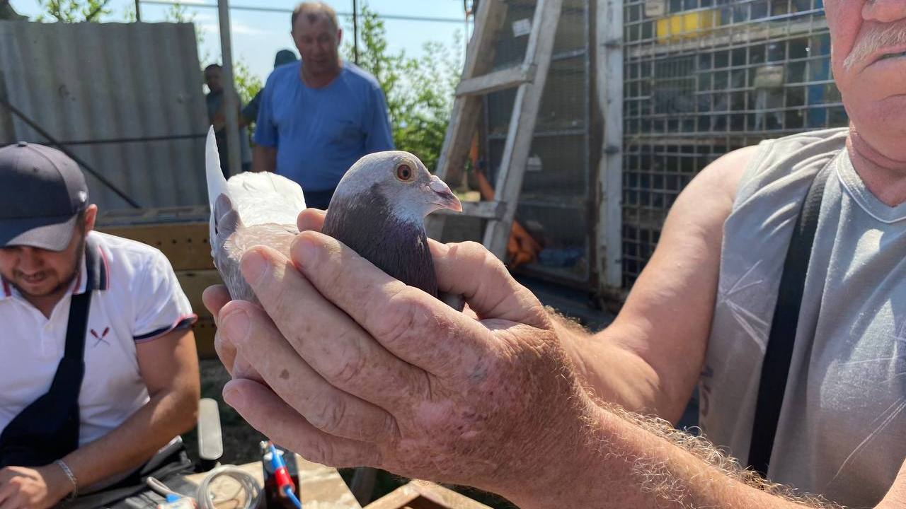 1000 километров в полете: в Челябинской области проводят соревнования среди голубей